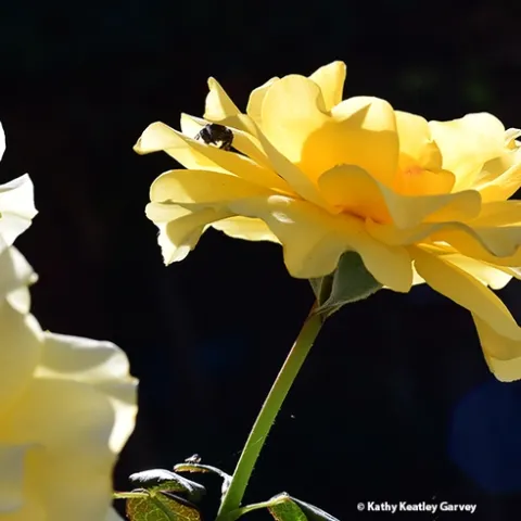 Look closely and you'll see a jumping spider huddled in the petals of this yellow rose. (Photo by Kathy Keatley Garvey)