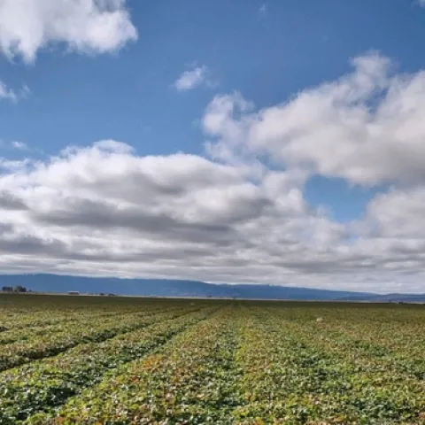 Field of Monterey variety strawberry at MacDoel, Oct 17, 2021. Cold conditioning has clearly advanced from 10 days ago when last picture was taken.