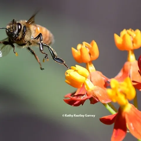 A honey bee frantically struggles to escape from a reproductive chamber of a milkweed blossom. (Photo by Kathy Keatley Garvey