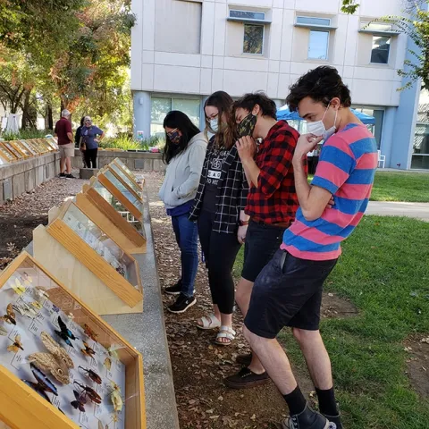 As part of Aggie Pride Week or Spirit Week, the Bohart Museum displayed some of its insect specimens.