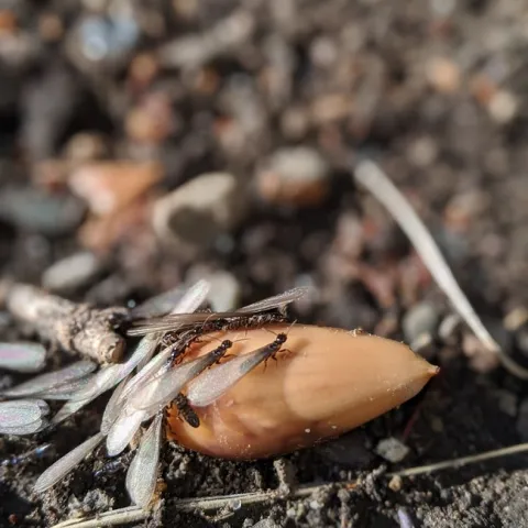 Close up image of several winged subterranean termites on a plant seed in dirt.