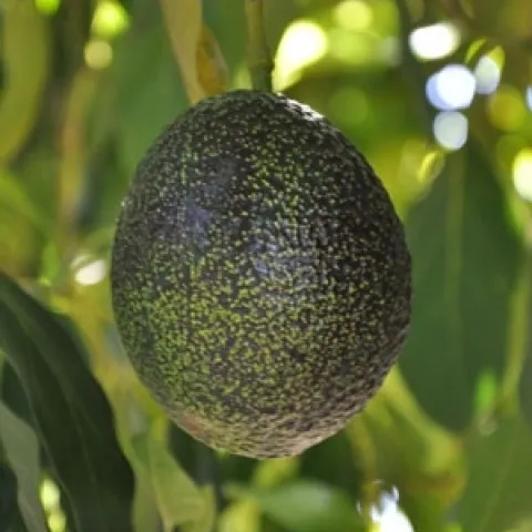 avocado fruit