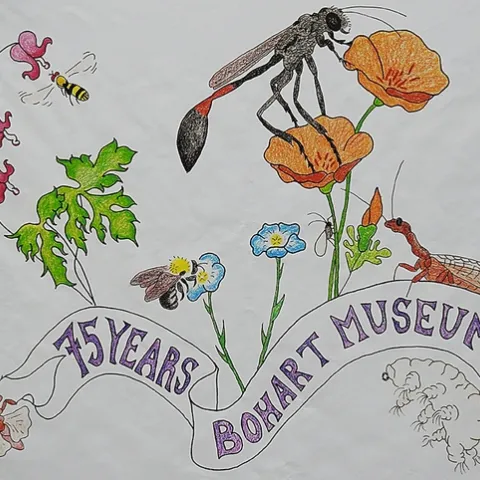 Christine Melvin's art work, transformed into a banner for the Bohart Museum of Entomology's 75th anniversary, features a hover fly, sphecid wasp, snake fly, bumble bee, aphid, twisted wing parasite and a tardigrade (water bear).
