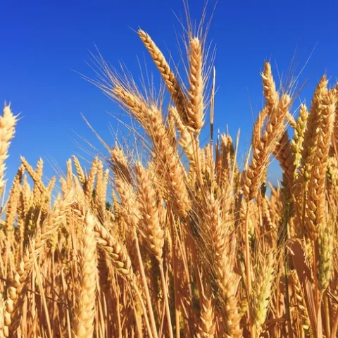 Wheat field