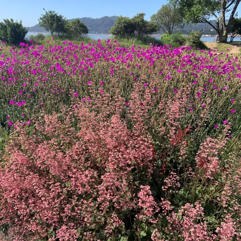 A mixture of native plants like Huchera and succulents like Calandrinia make great additions for a low water garden. Photo: James Campbell