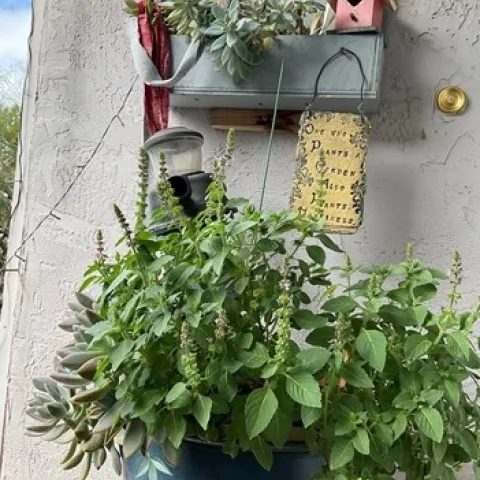 photo by Tina Saravia