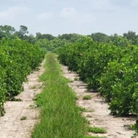 citrus orchard florida