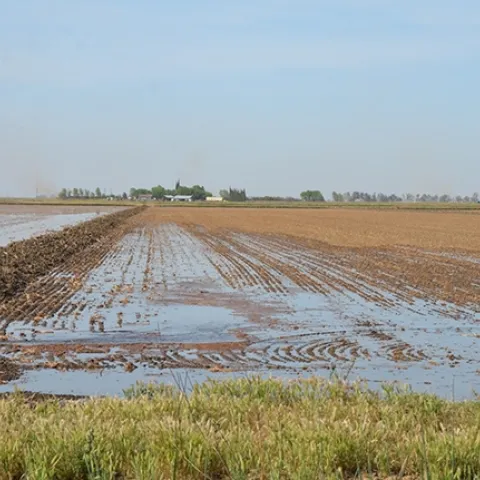 Eggs of tadpole shrimp hatch in a flooded rice field. This image was taken at the California Cooperative Rice Research Foundation Inc. Rice Experiment Station near Biggs, Calif. (Photo by Ian Grettenberger)