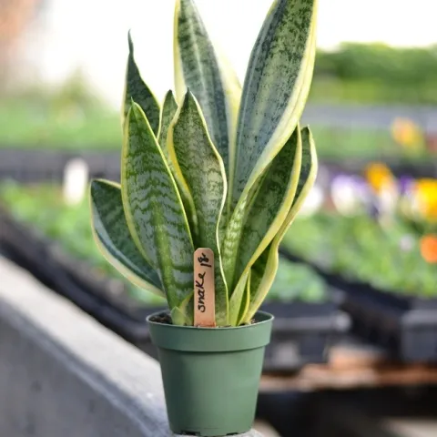 Vertically striped yellow and green houseplant.