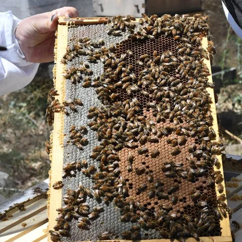 Students in the CAMPB apprentice assistant class will learn how to keep safe, healthy bees. (Photo by Kathy Keatley Garvey)