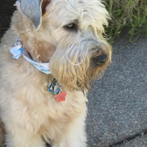 Darby, the soft coated Wheaten Terrier. photo by Lanie Keystone