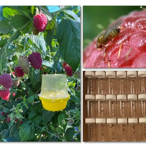 Postdoctoral scholar Fatemeh Ganjisaffar of the Frank Zalom lab, UC Davis Department of Entomology and Nematology, will show these images in her presentation.