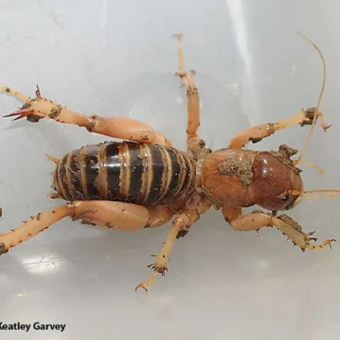 A potato bug, aka Jerusalem cricket, at UC Davis. (Photo by Kathy Keatley Garvey)
