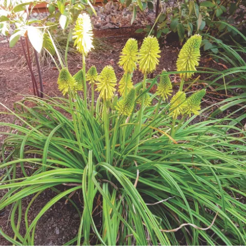 'Limelight' kniphofia