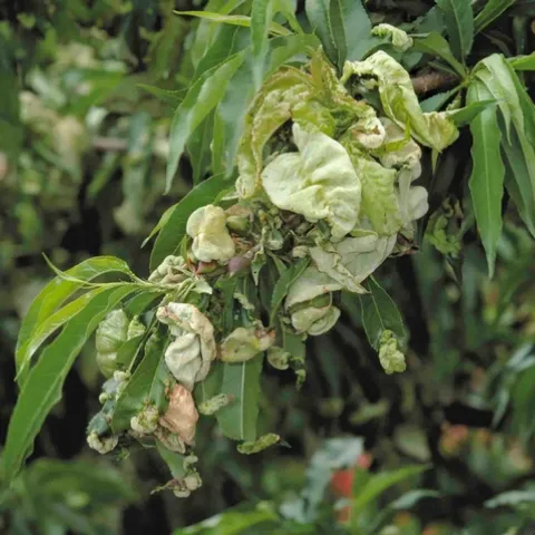 Peach leaves puckered and distorted from peach leaf curl, UC Regents