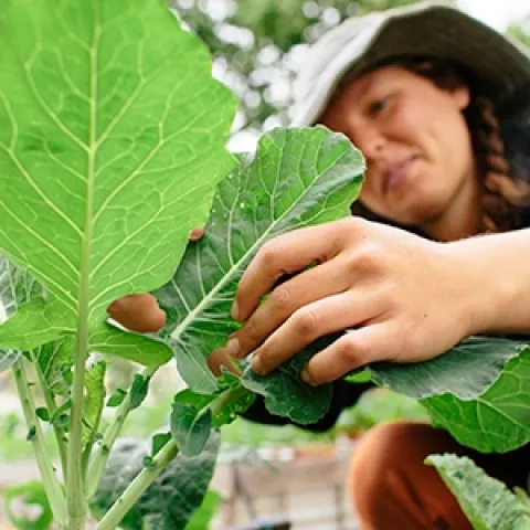 person inspecting a leaf for pests
