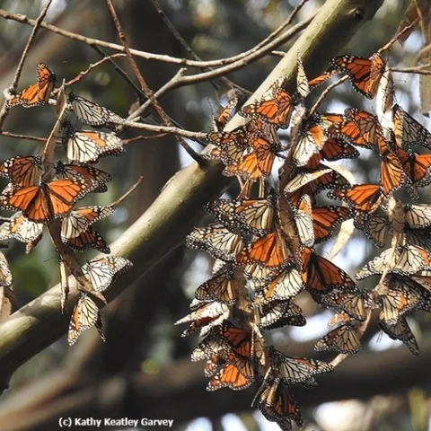 A cluster of monarchs overwintering in an 80-foot-high eucalyptus tree at the Natural Bridges State Park, Santa Cruz, on Nov. 14, 2016. (Photo by Kathy Keatley Garvey)