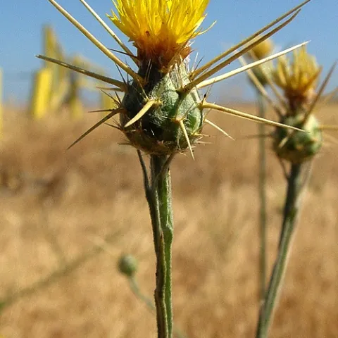 Photo by Carol Witham