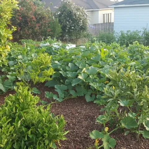 Backyard garden.
