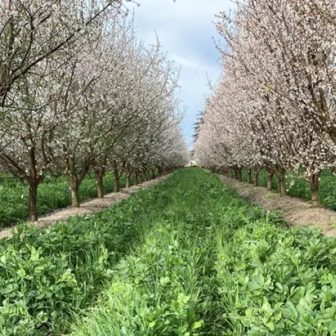 Bright green vegetation carpets the orchard floor between blooming almond trees.