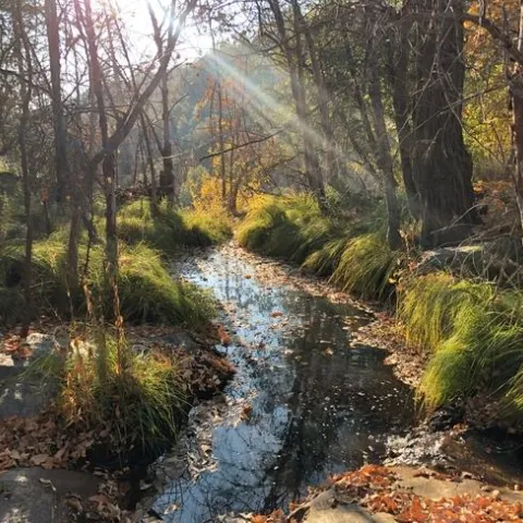 A beautiful sun-dappled stream in the fall
