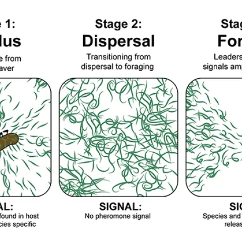 Illustrations that will be featured in Fatma Kaplan's seminar Dec. 1 to the UC Davis Department of Entomology and Nematology.
