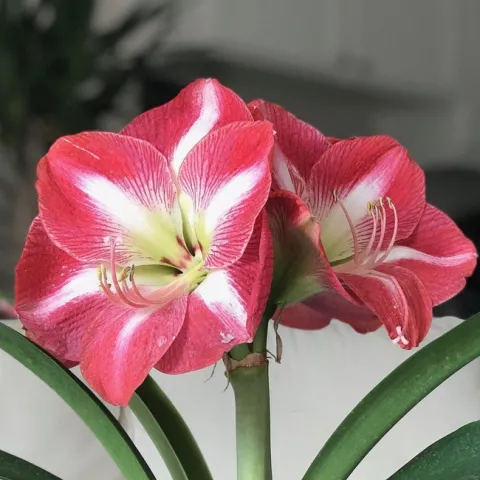 Amaryllis