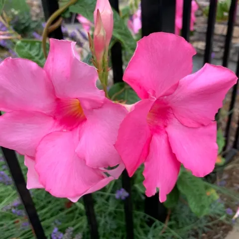 Photo by Deborah Pacheco