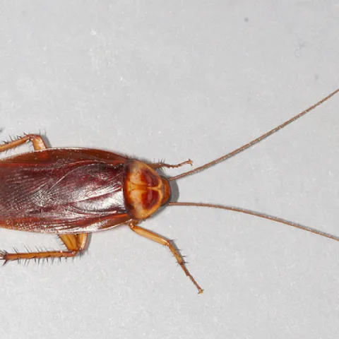 This is the species of cockroach that Lynn Kimsey ate in Panama when the host served oatmeal and raisin cookies. Hers was an oatmeal raisin/roach cookie. "It had legs!" (Wikipedia photo by Gary Alpert, a colleague of Kimsey's)