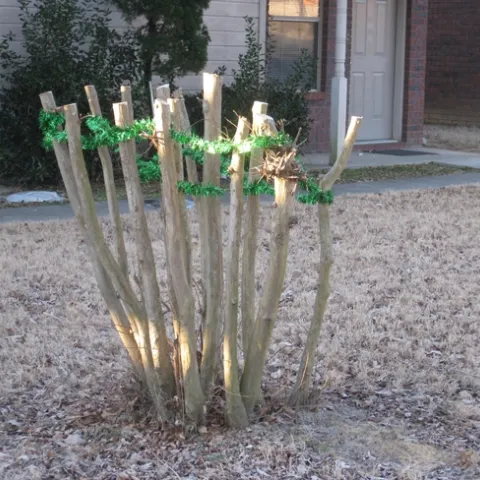 Many branches of a crape myrtle chopped back to 2 feet high and decorated with a garland.