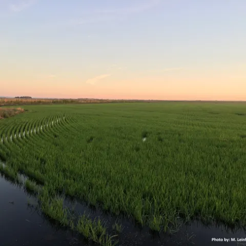 Figure 1. Delta rice is entirely drill-seeded, in contrast to the water-seeding done in the Sacramento Valley.