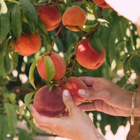 Christian Koepke, Unsplash