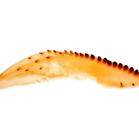 Figure 2 – the ovipositor of Drosophila suzukii (one of the two lobes, side view).