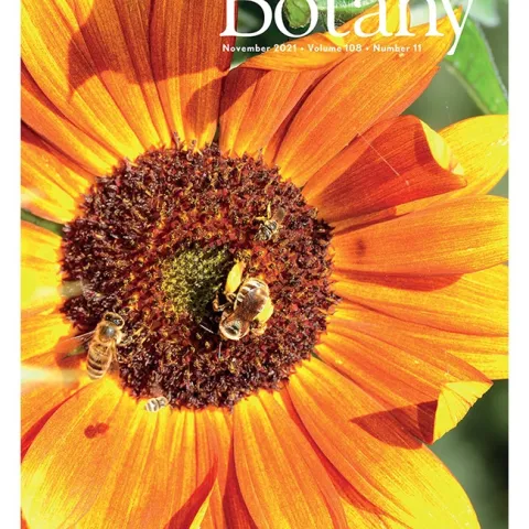 This cover photo on the November edition of the American Journal of Botany shows four species of bees visiting a sunflower, Helianthus sp. They are a honeybee, a sunflower bee and two species of sweat bees. (Cover Photo by Kathy Keatley Garvey)