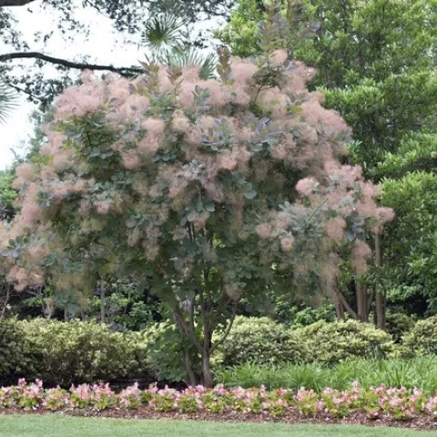 Smoke bush. (gardeningexpress.co.uk)