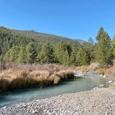 A blue-green stream wends through evergreen trees and low shrubs under a clear blue sky. Stones are visible under the water.