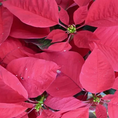 Poinsettia, J.C. Lawrence