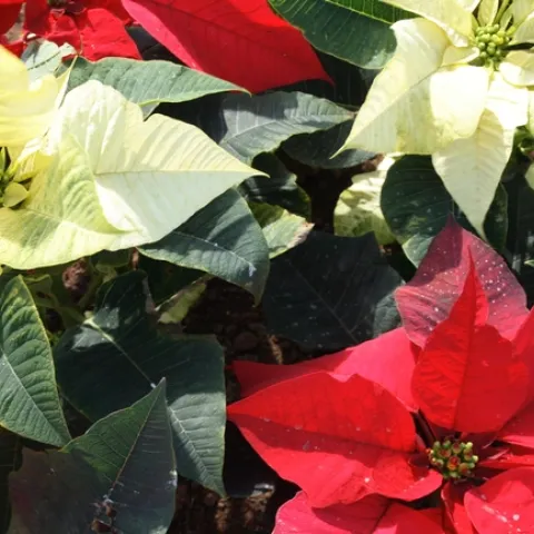 Red and white Poinsettia plants