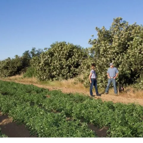 Tomato field in foreground, Rachael Long stands on left of Justin Rominger next to tall toyon shrubs.