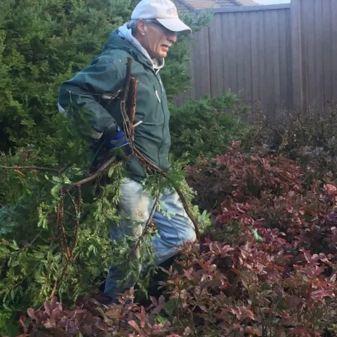 Mr Gunther hauling redwood in 2018. photo by Jennifer Baumbach