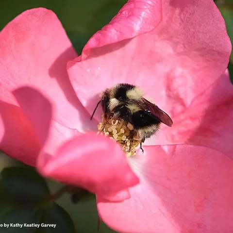 This image of a black-tailed bumble bee, Bombus melanopygus, was taken in Benicia on Jan. 25, 2020. (Photo by Kathy Keatley Garvey)