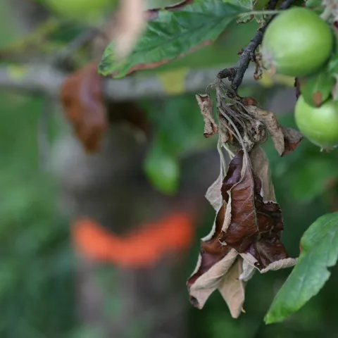 Brown, scorched-looking leaves are symptoms of fire blight in trees in the apple and pear family. Photo: Sebastian Stabinger