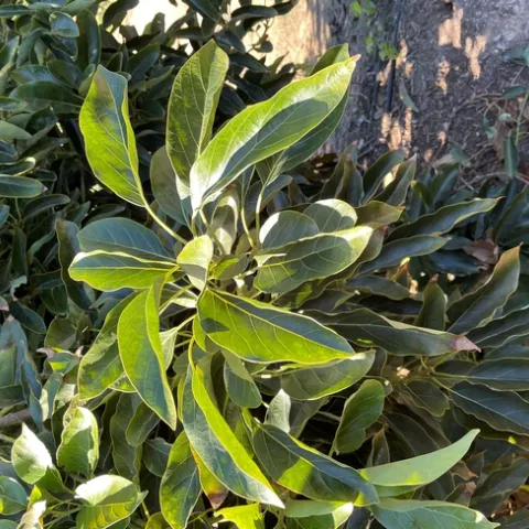 avocado no salt damag4e