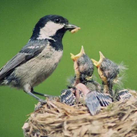 Bird feeding baby birds in nest