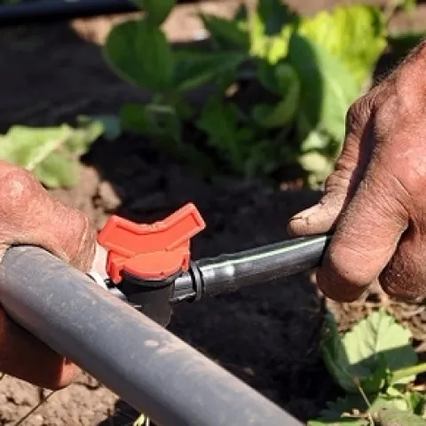 Check your drip irrigation system for leaks