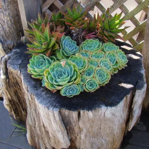 Tree stump turned into a planter