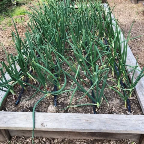 Onions planted in raised garden beds