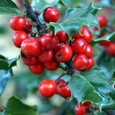 Holly tree
