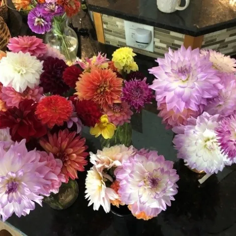 Dahlias come in a great variety of sizes, colors and forms.