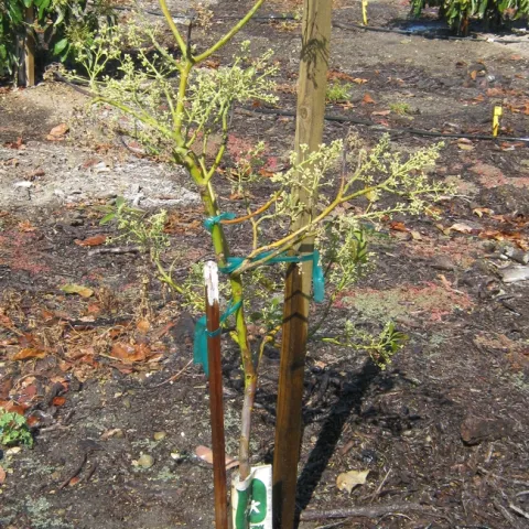 avocado defoliated